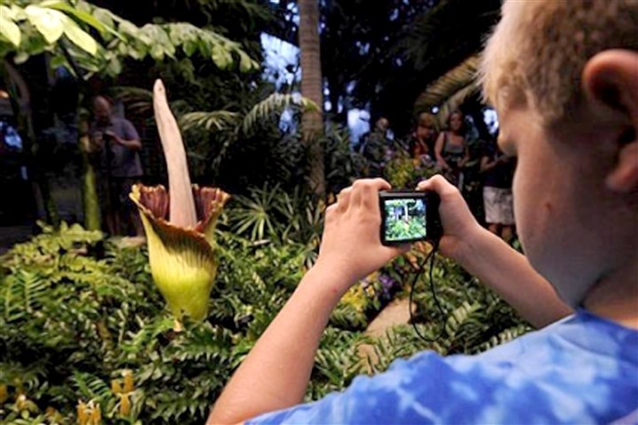 Corpse flower is alive and well at Phipps