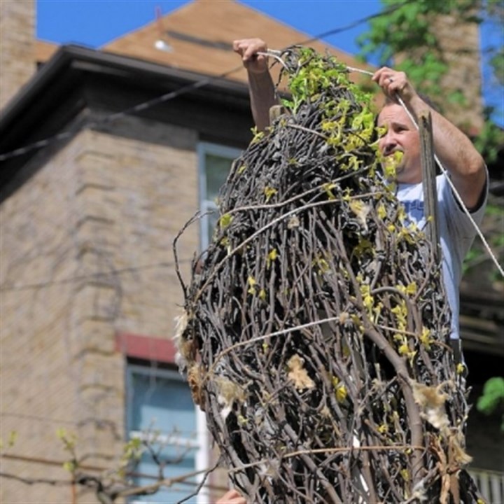 Bruno-Garofalo-and-JoeB-Fleisner.jpg Bruno Garofalo and JoeB Fleisner Bruno Garofalo waits while JoeB Fleisner unties a knot in the rope while unwrapping Mr. Garofalo's fig trees for spring.