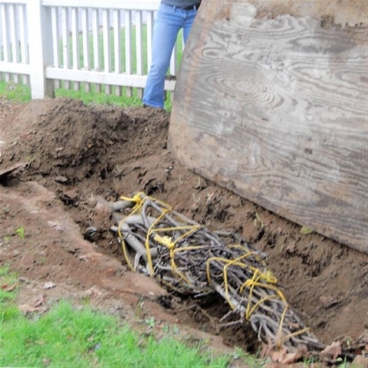 Fig-unearthed.jpg Fig unearthed After the dirt is removed, Ms. Menniti lifts up the plywood covering the tree, which was wrapped with rope.
