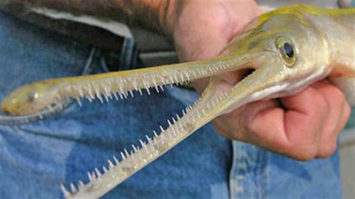 Fishing: Return of the gar | Pittsburgh Post-Gazette
