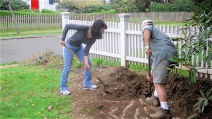 Mary-Menniti-and-Michele-Vaccaro.jpg Mary Menniti and Michele Vaccaro Michele Vaccaro, owner of Vaccaro Landscaping, helps Mary Menniti unearth a brown fig tree at her Edgeworth home. He gave her the tree three years ago and helps her bury it in the fall and dig it up in the spring. This is the only way to be sure to get fruit in our climate.