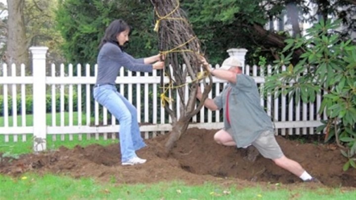 Upright-tree.jpg Upright tree The tree is uprighted for another growing season.