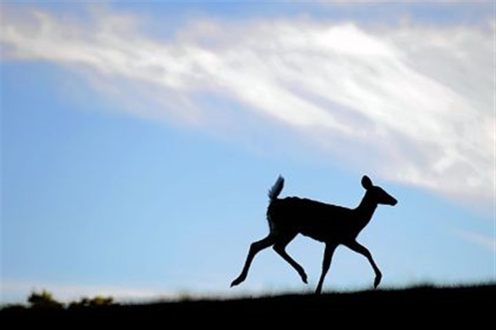 Mt. Lebanon expands deer hunt to include disputed Twin Hills Park