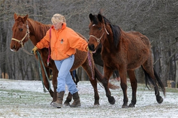 Founder of West Deer horse rescue group pleads guilty in federal court