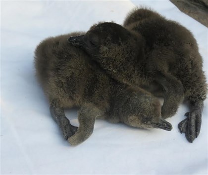 babypens1223 Baby penguins at Pittsburgh's National Aviary
