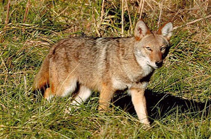 Coyote The coyote may be the most adaptive predator in North America, and its population is growing virtually unchecked in Pennsylvania. 