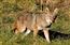 Coyote