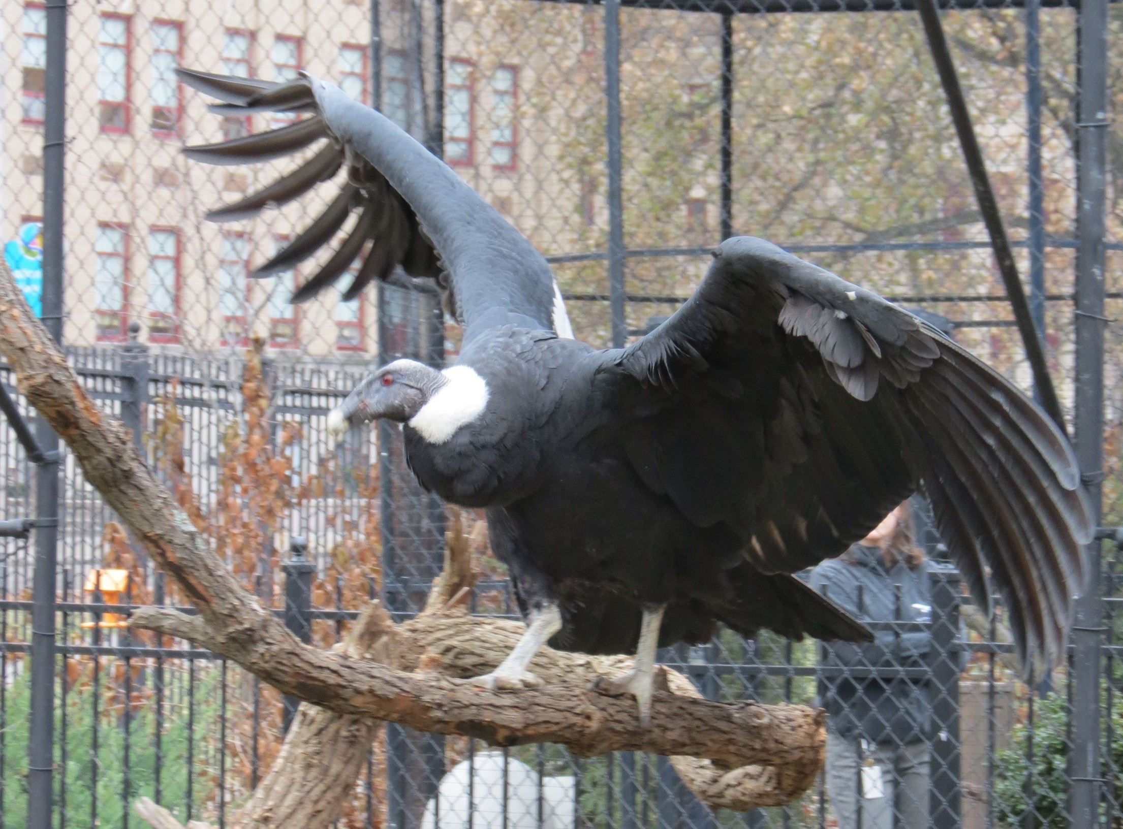 http://www.post-gazette.com/image/2014/01/27/ca0,140,2210,1772/National-Aviary-condor-Precious.jpg
