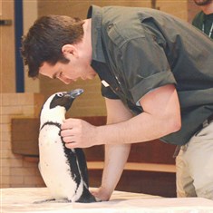Preston visits Jamie Travitz, an educator with the National Aviary, tries to coax Preston, a 6-year-old penguin, to speak during a visit to Ross Elementary School.