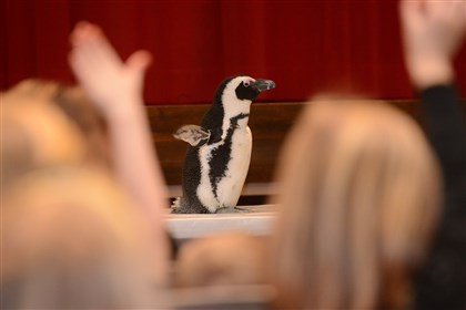 Adopted penguin Preston, a 6-year old Arctic penguin from the National Aviary, visits students at Ross Elementary School. Students in Lauren Scorzafave's first-grade class and Katie Ressel's sixth-grade class raised $130 for the Aviary and have "adopted" a penguin. 