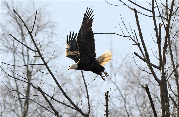 Hays bald eagles seem undisturbed by controlled explosion near rail line