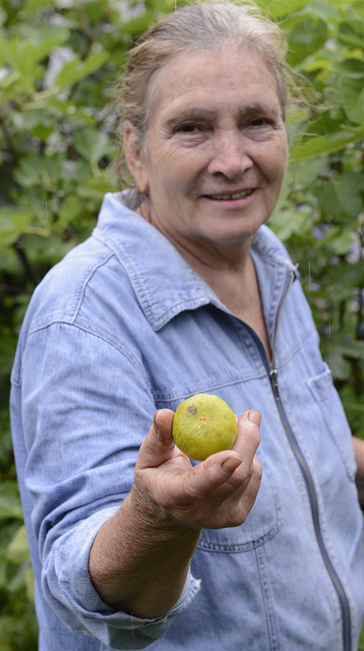 20140728radFloraFigsMag04-3.jpg 20140728radFloraFigsMag04-3 Tommasina Floro with one of the first ripe figs of the season in her Sewickley garden.