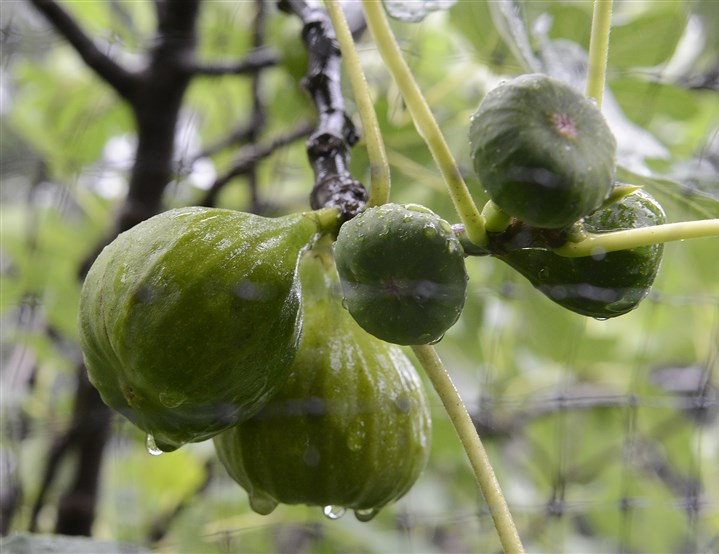 20140728radFloraFigsMag03-2.jpg 20140728radFloraFigsMag03-2 The season's first figs (left) are quickly ripening on the "old wood" from last season, as later figs (right) appear on the new growth on a fig tree in Tommasina Floro's Sewickley garden.