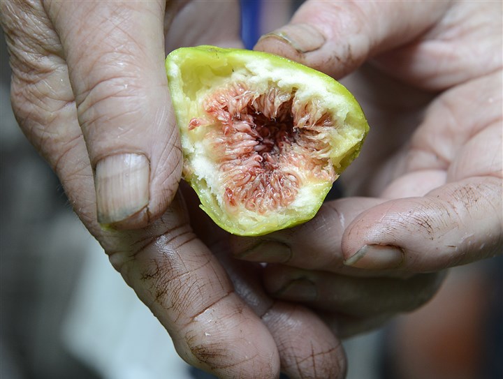 20140728radFloraFigsMag05-4.jpg 20140728radFloraFigsMag05-4 Tommasina Floro with a fig from one of her trees in Sewickley.