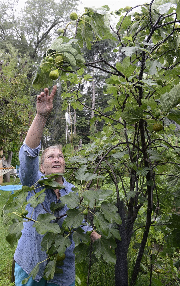 20140728radFloraFigsMag02-1.jpg 20140728radFloraFigsMag02-1 Tommasina Flora's biggest enemies are the birds who peck at the figs ripening on the trees in her garden. She's covered the trees in netting to thwart the birds.