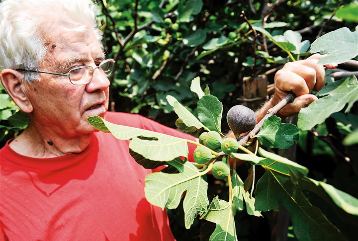 20140807rldFigs03-2.jpg 20140807rldFigs03-2 Saverio Strati, who emigratedfrom the Calabria region of Italy, checks on the first crop of figs at a community garden near his Hazelwood home.