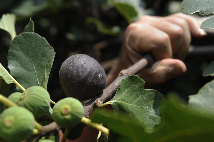20140807rldFigs04-3.jpg 20140807rldFigs04-3 Saverio Strati of Hazelwood recently checks on the first crop of figs at a community garden near his home.