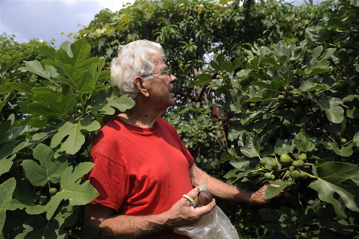 20140807rldFigs01.jpg 20140807rldFigs01 Saverio Strati of Hazelwood looks for figs at a community garden near his home.