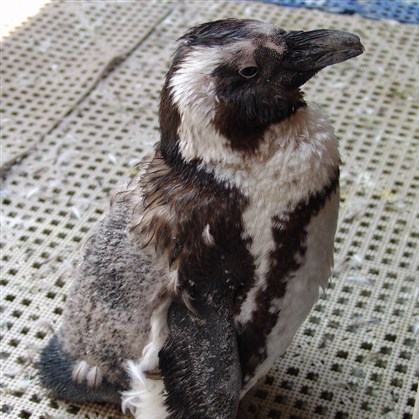 20140917HOMoltingPenguinAviary A molting penguin at the National Aviary. credit: National Aviary.
