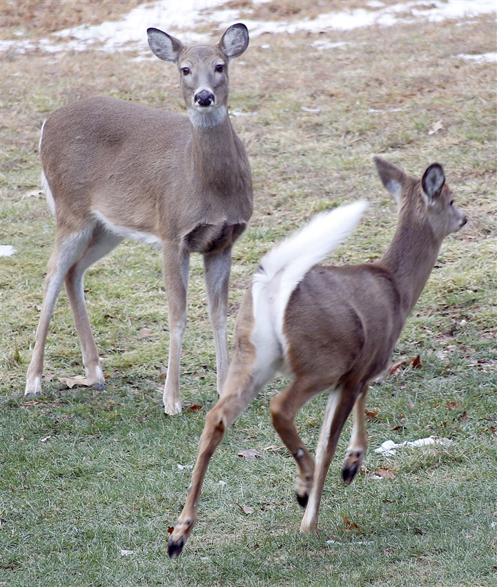 Deer cull participants can remain private, court rules