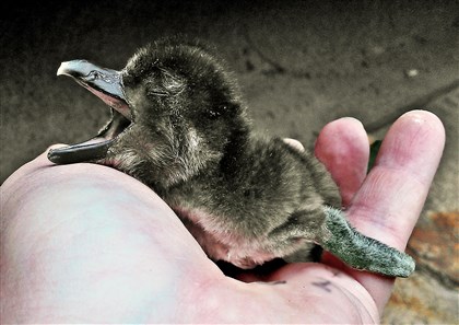 20141224HOpenguins1 A penguin chick that was born previously at the National Aviary.