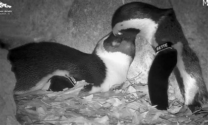 21040224HOpenguins2-1 A nest cam at the National Aviary shows the two penguin parents engaged in allopreening.