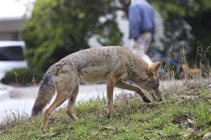 coyotes4-1 “We’re almost maxed out in Pennsylvania as far as coyote density and range. They’re everywhere,” said Tom Hardisky, chief furbearer biologist for the Pennsylvania Game Commission.