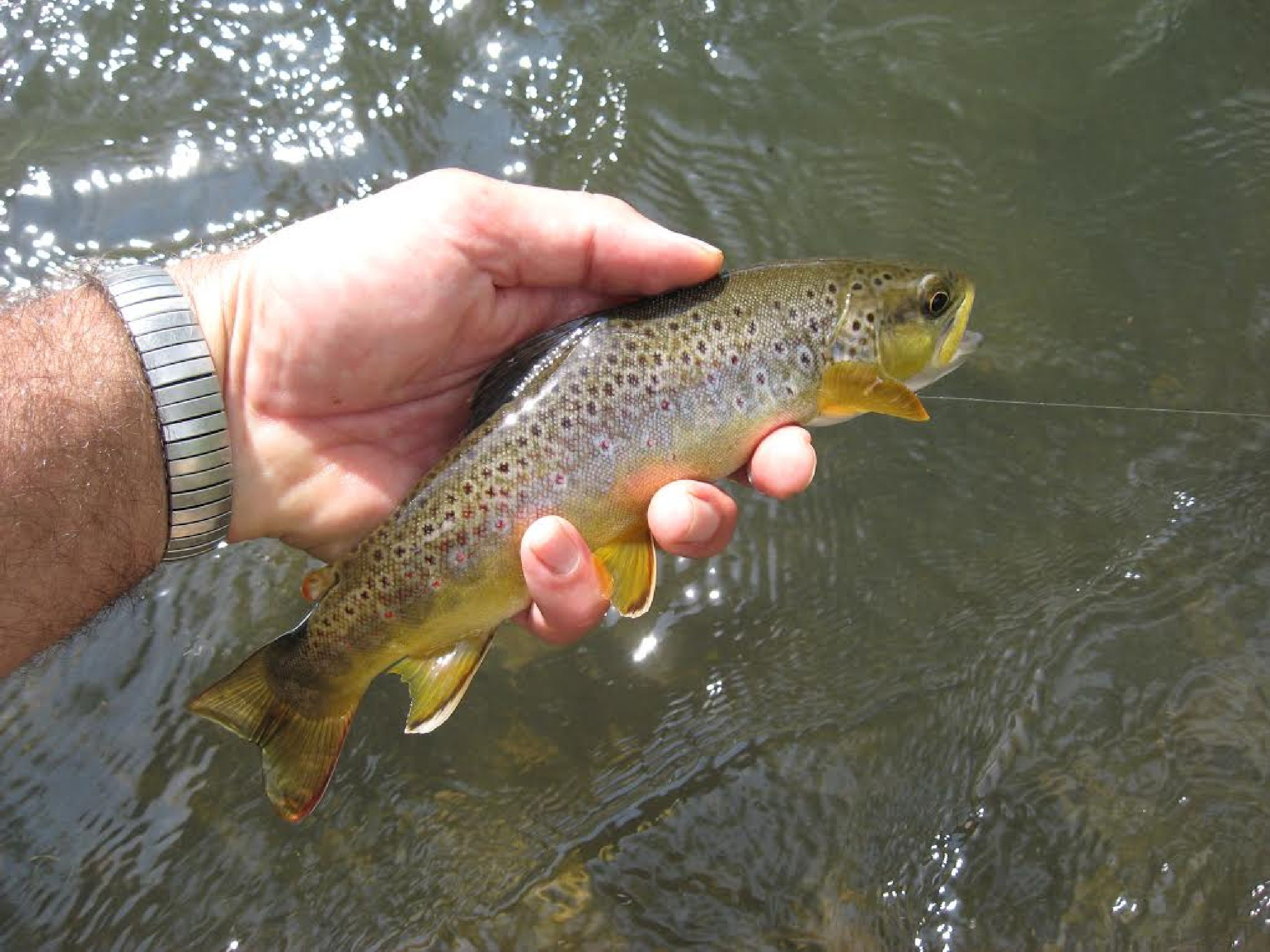 Brown Trout Stocking 58