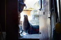  Even though the zoo is closed to visitors until Feb. 14, the animal caretakers and groundskeepers are working regular hours to keep the animals healthy and their minds alert.