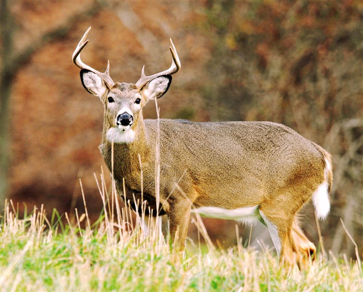 Court allows archery deer hunt in Scott's Twin Hills Park