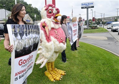 Activists criticize Gordon Food Service's treatment of chickens - Pittsburgh Post-Gazette