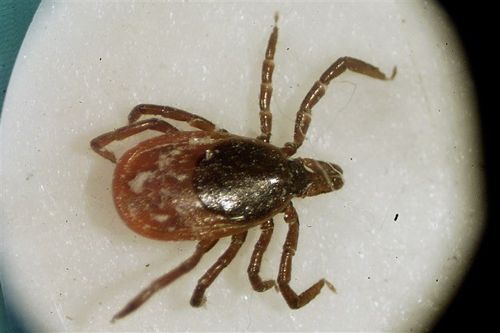 What can we blame for the surge in Lyme disease?
