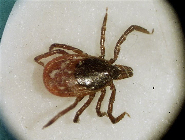 What's to blame for the surge in Lyme disease?