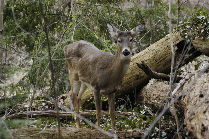 Mt. Lebanon advised to rethink deer archery, sharpshooting cull