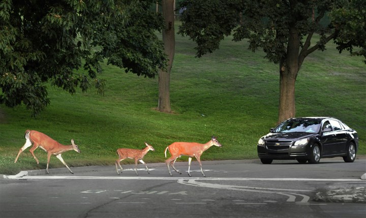 Mt. Lebanon, animal control contractor call off rifle cull