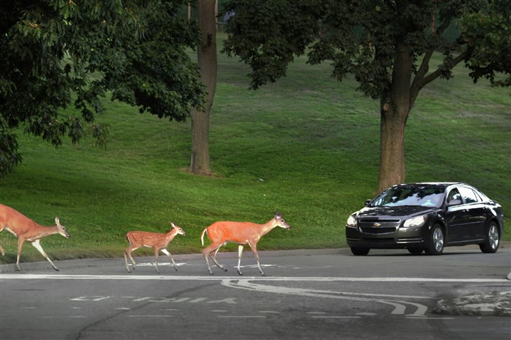 Mt. Lebanon deer reduction enters firearm phase