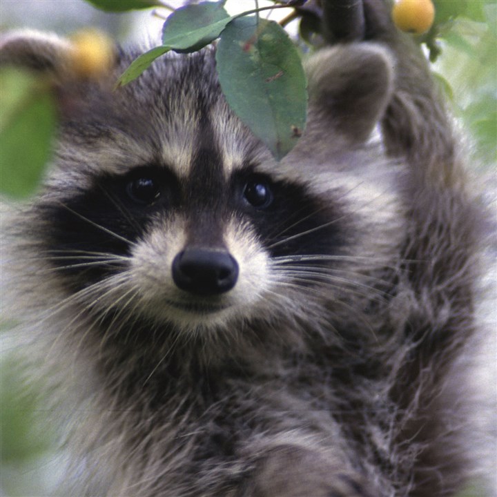 In wake of rabid raccoon, Millvale residents advised to be wary of stray animals