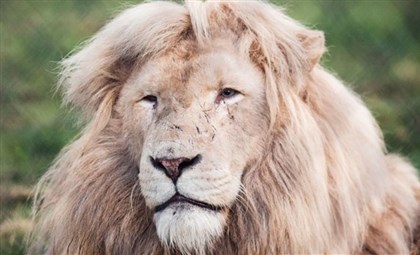 prince-lion-08312015.jpg prince lion 08312015 Five-year-old Prince suffered a seizure and died last week at Nemacolin Woodlands Resort.