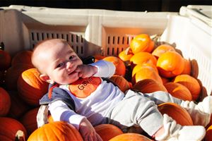  Gavin Nostro, 6 months, lays in a crate of pumpkins as parents Paul and Chelsey take a photo at Soergel Orchards in Franklin Park. 