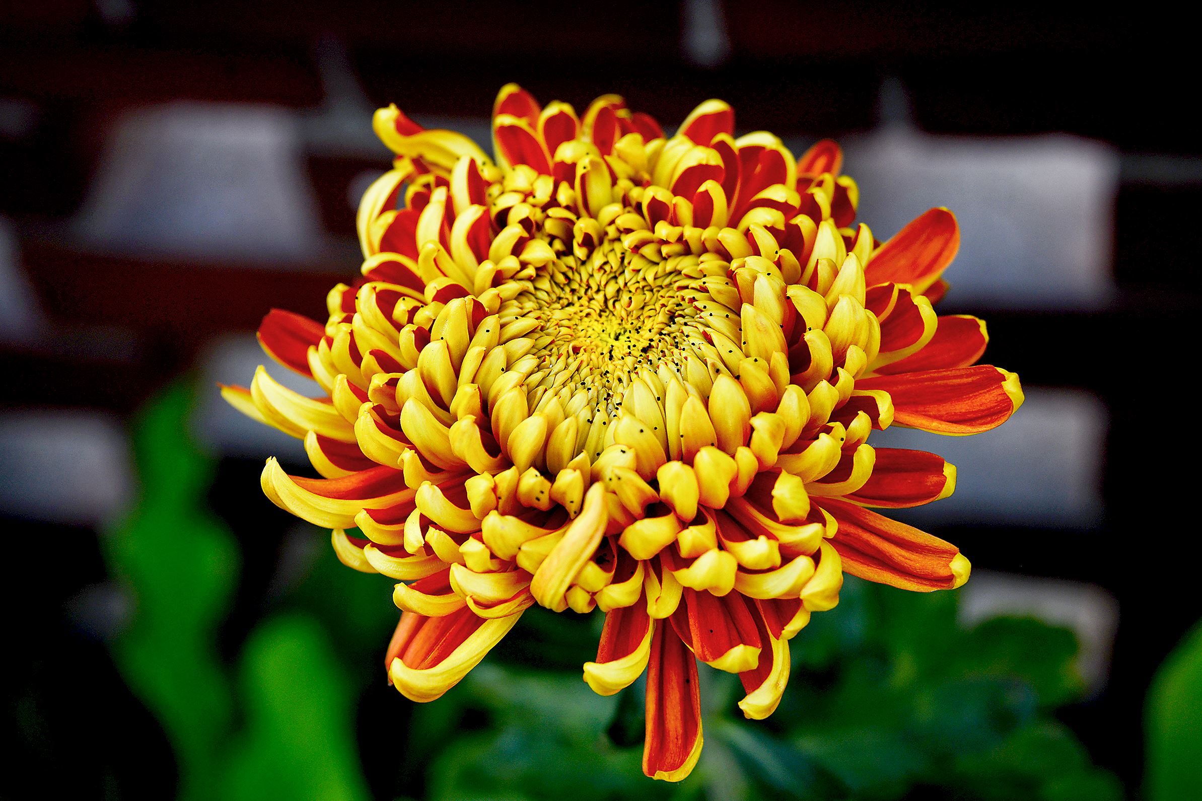  Phipps features a cascade of chrysanthemums  Pittsburgh PostGazette
