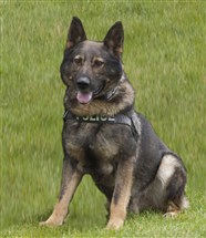  The death of Port Authority K-9 officer Aren has amped up the debate over the role of dog officers.