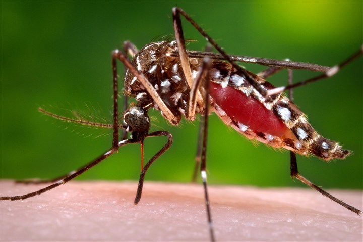 Zika0301a A female Aedes aegypti mosquito
