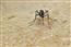 FILES-US-HEALTH-ZIKA