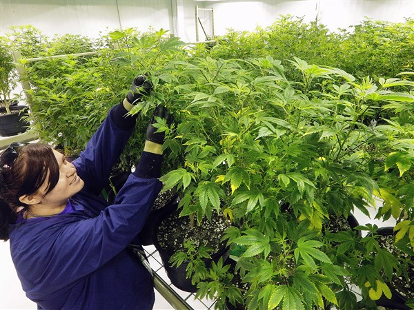 PurePenn licensed to grow, process medical marijuana in McKeesport