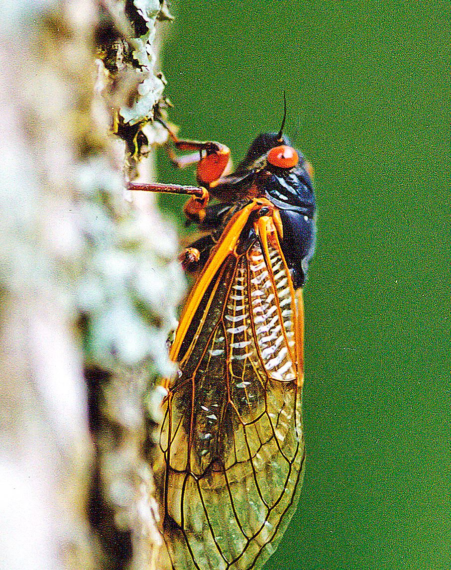 Adult Cicada 11