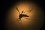 Zika-Pregnant Women