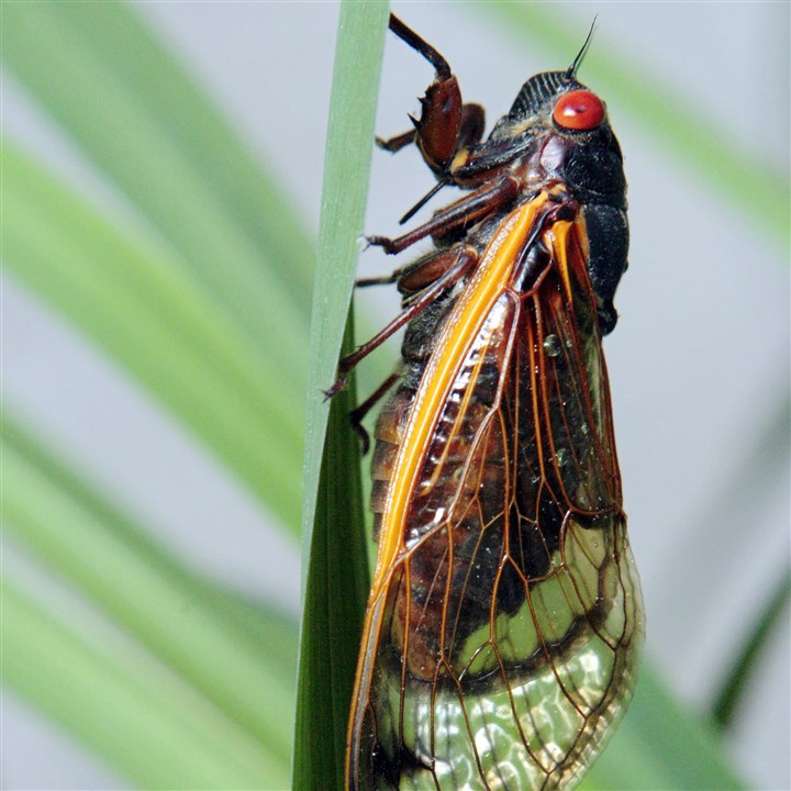 Cicadas are out making noise, but not in Pittsburgh