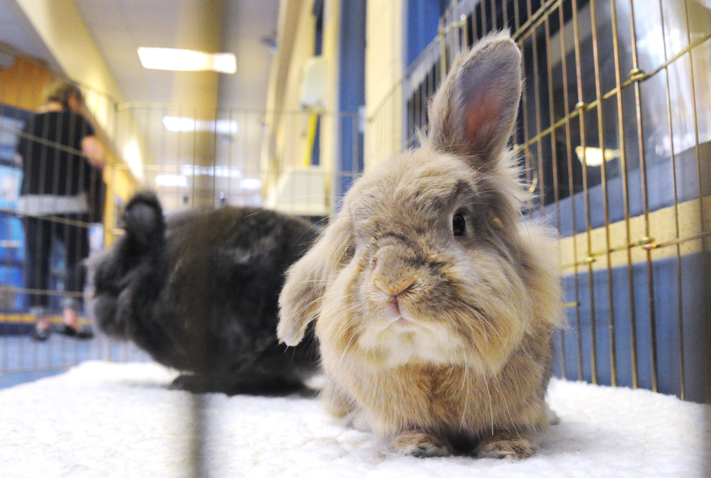 Humane Society puts more hop in rabbit room