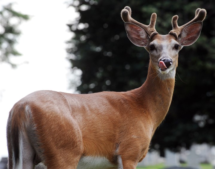 Too many deer on the road? Let cougars return, study says