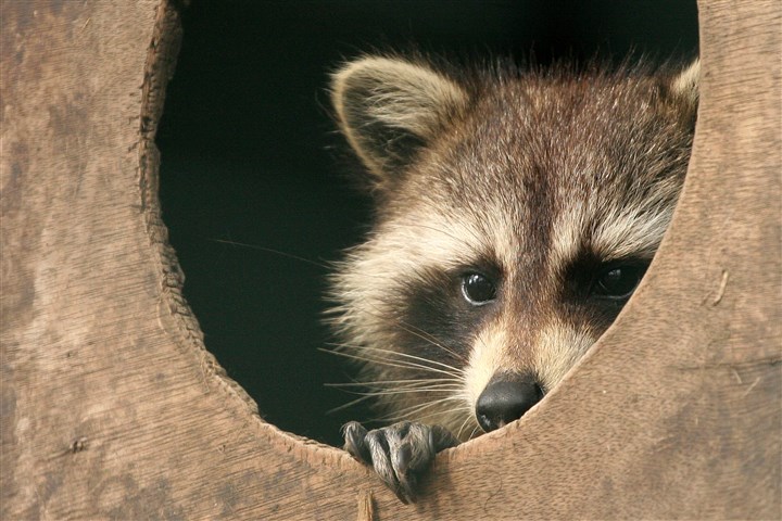 Rabid raccoon found in Millvale
